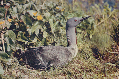 Gray bird standing on a grassy area with green plants and yellow flowers in the background