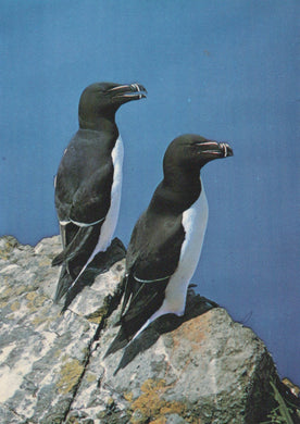 Two auks perched on a rocky surface with a clear blue sky background