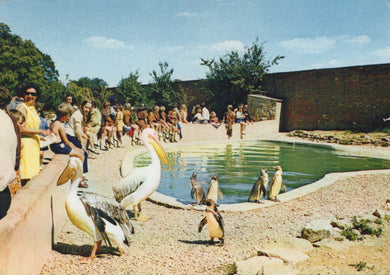 People observing pelicans and penguins by a pool in a zoo setting.