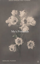 Load image into Gallery viewer, Vintage-style postcard with white flowers on a dark background, featuring the text &#39;Mo&#39;s Postcards&#39; and &#39;Serrurria Florida&#39;.
