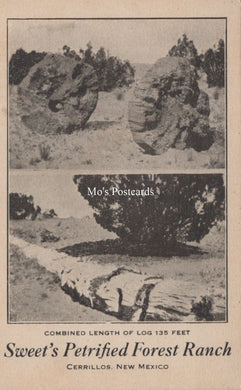 America Postcard - Sweet's Petrified Forest Ranch, Cerrillos, New Mexico  SW18576