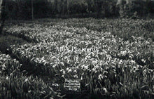 Load image into Gallery viewer, Cornwall Postcard - Isles of Scilly, Daffodils in an Orchard  SW18258

