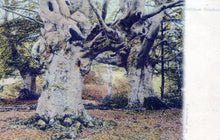 Load image into Gallery viewer, Buckinghamshire Postcard - Trees, Burnham Beeches SW18464
