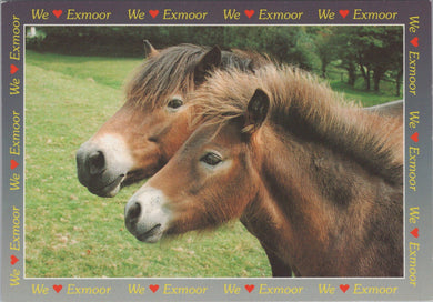 Animals Postcard - Exmoor Mare and Foal  SW16907