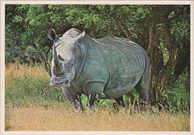 Animals Postcard - White Rhino, South Africa  SW16928