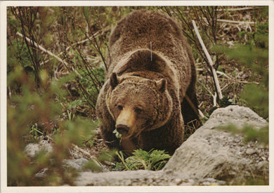 Animals Postcard - Grizzly Bear   SW16930