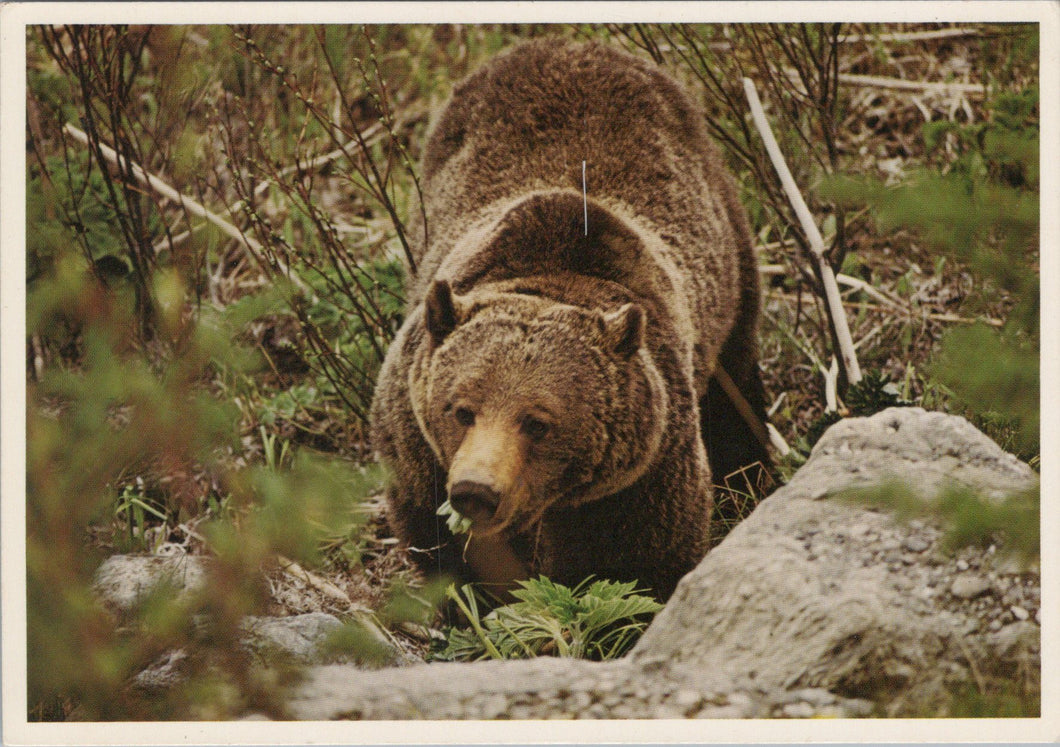 Animals Postcard - Grizzly Bear   SW16930