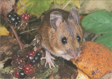 Animals Postcard - The Wood Mouse  SW16931