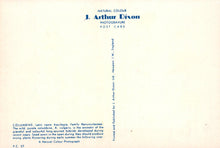 Load image into Gallery viewer, Back of a postcard with text about J. Arthur Dixon&#39;s photogravure work on columbine flowers.
