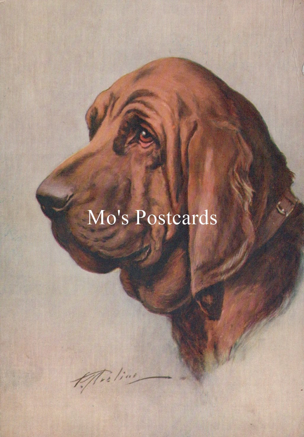 Animals Postcard - Dogs, The Bloodhound   SW18917