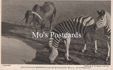 Animals Postcard - Chapman's Zebras, Whipsnade Park  SW18925