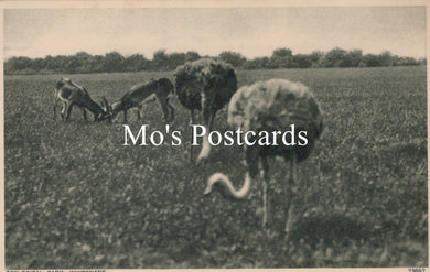 Animals Postcard - Whipsnade Zoological Park  SW18936