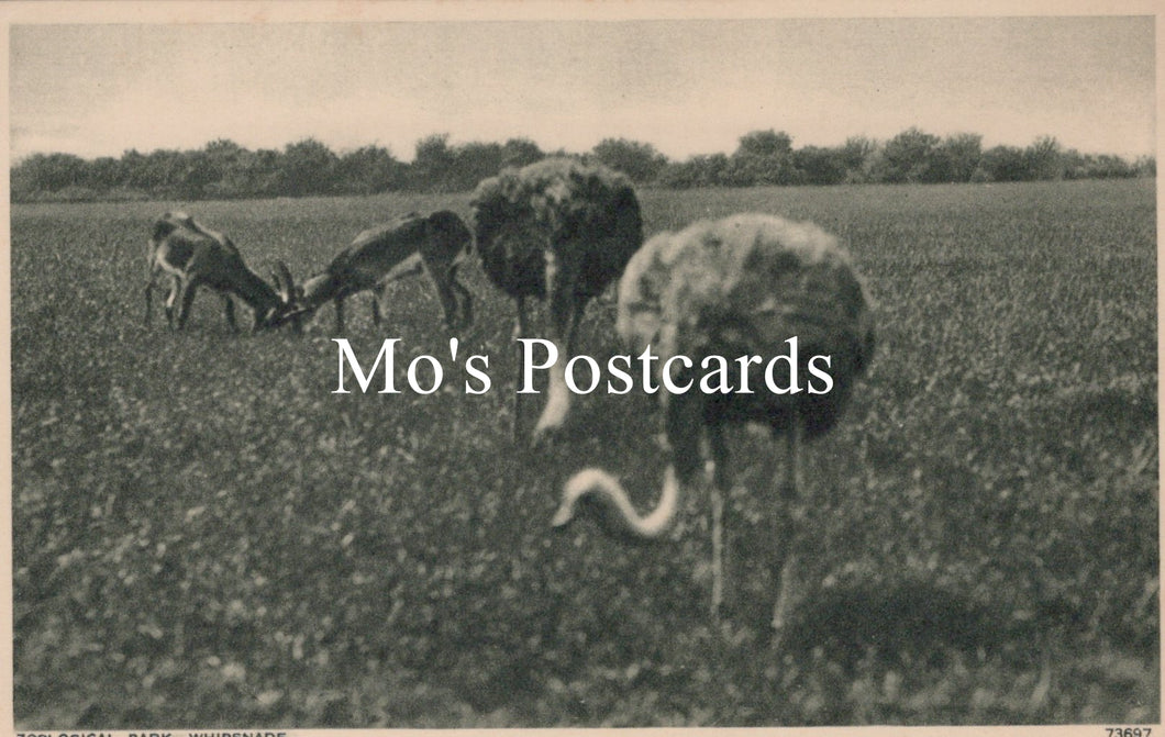 Animals Postcard - Whipsnade Zoological Park  SW18936