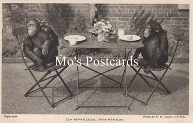 Animals Postcard - Chimpanzees, Whipsnade Zoological Park  SW18937