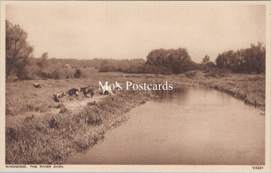 Hampshire Postcard - Ringwood, The River Avon   SX28