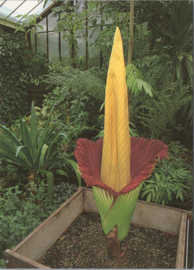 Nature Postcard - Kew Gardens, Amorphophallus Titanum SW17524