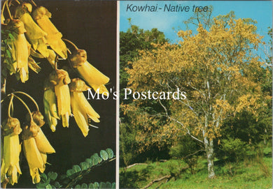 Nature Postcard - Kowhai, New Zealand Native Tree  SX345