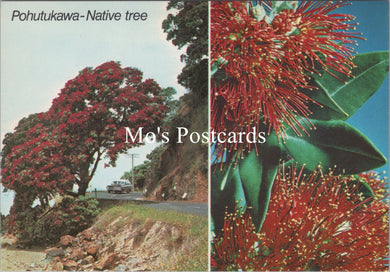 Nature Postcard - Pohutukawa, New Zealand Christmas Tree  SX346