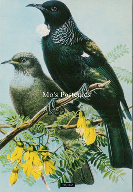 Animals Postcard - TUI, New Zealand Song Birds  SX348