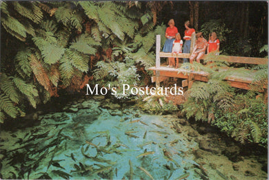 New Zealand Postcard - Fairy Springs, The Springs, Rotorua  SX349