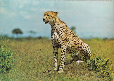 Animals Postcard - Cheetah in South Africa  SW17094