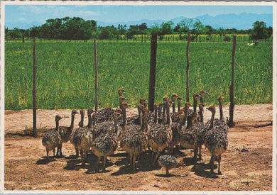 Animals Postcard - Ostrich Chicks, Oudtshoorn, Cape, South Africa  SW17095