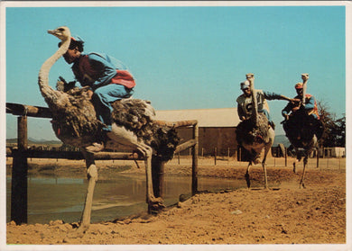 Animals Postcard - Ostrich Racing, Oudtshoorn, Cape, South Africa  SW17096