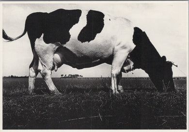 Animals Postcard - Friesian Cow Grazing  SW17101