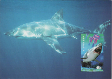 Animals Postcard - White Pointer Shark, Australia  SW17102