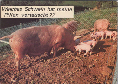 Animals Postcard - Pigs and Piglets   SW17110