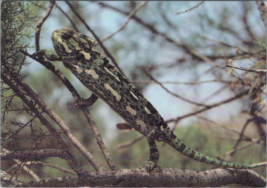 Animals Postcard - Reptiles, A Chameleon  SW17111