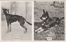 Load image into Gallery viewer, Animal Welfare Postcard - Dog Rescue, RSPCA Work  SW18350
