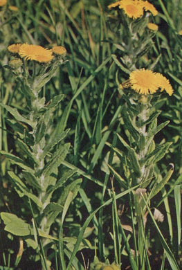 Yellow flowers with green leaves in a natural setting