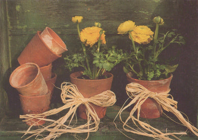 Terracotta pots with yellow flowers and twine bows on a dark background
