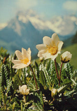 Load image into Gallery viewer, White flowers with yellow centers on a mountain background
