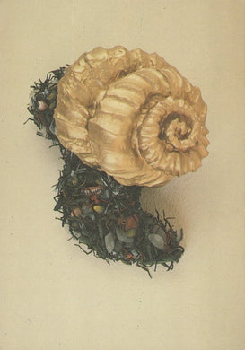 Large shell on a bed of greenery against a beige background