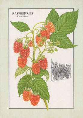 Illustration of raspberries with leaves on a light green background