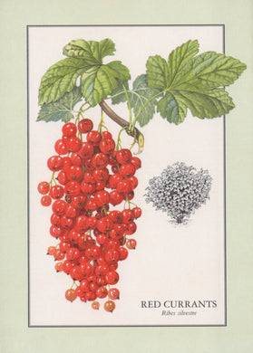 Illustration of red currants with green leaves on a light beige background