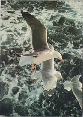 Animals Postcard - Birds, Lesser Black Backed and Herring Gulls SW17226