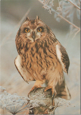 Animals Postcard - Birds, Short Eared Owl   SW17244