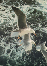 Load image into Gallery viewer, Animals Postcard - Birds, Lesser Black Backed and Herring Gulls  SW17251
