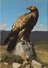 Load image into Gallery viewer, Animals Postcard - Birds, Golden Eagle   SW17252
