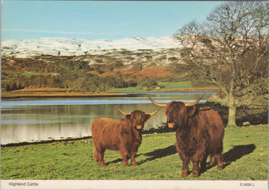 Animals Postcard - Scottish Highland Cattle   SW17253