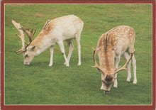 Load image into Gallery viewer, Animals Postcard - Deer in The New Forest  SW17254
