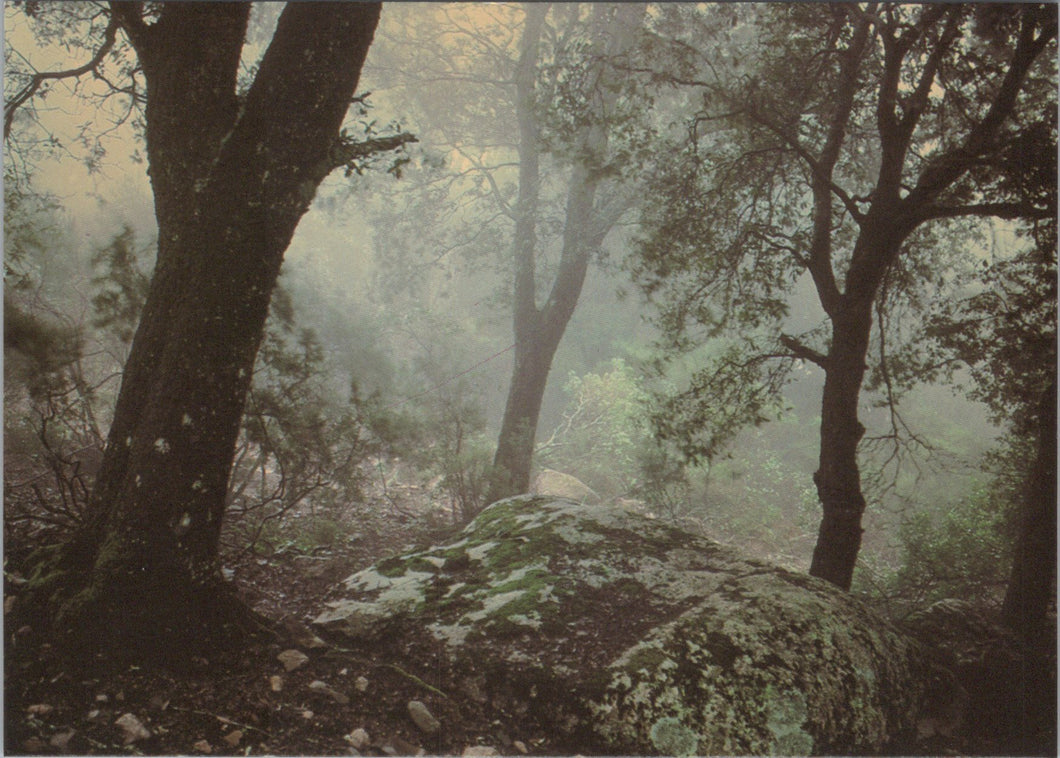 Nature Postcard - Woodland, Trees, Ilex, December, Frank Horvat  SW17255