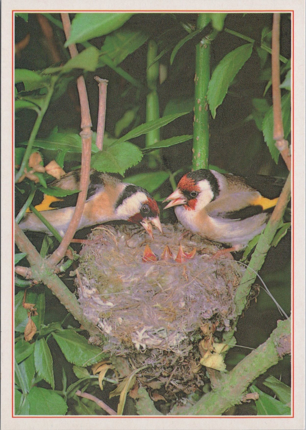 Animals Postcard - Birds, Goldfinches and Young SW17258