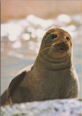 Animals Postcard - Common Seal, Phoca Vitulina SW17259