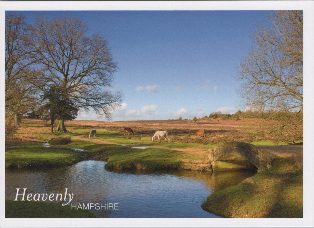 Hampshire Postcard - Ponies Grazing in The New Forest  SW17435