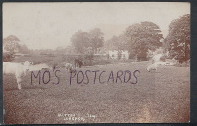 Staffordshire Postcard - Cows at Glutton Longnor   T2301