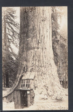 Load image into Gallery viewer, America Postcard - Tree, Lilly Redwood Park, California    T6030
